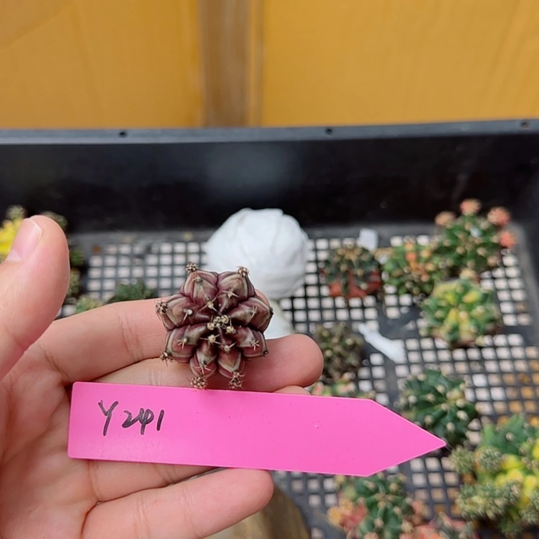 【闪购商品】宇***瓜241/0819