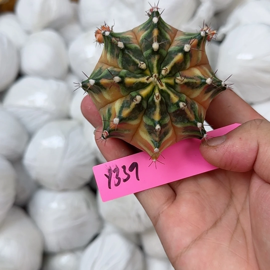 【闪购商品】339-0827