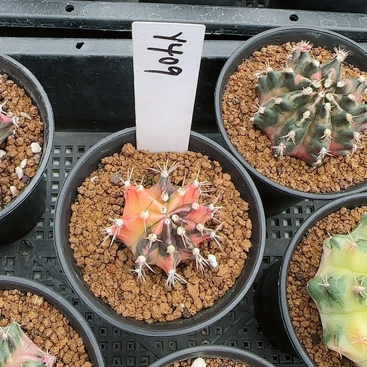 409-1029消防员脱土发