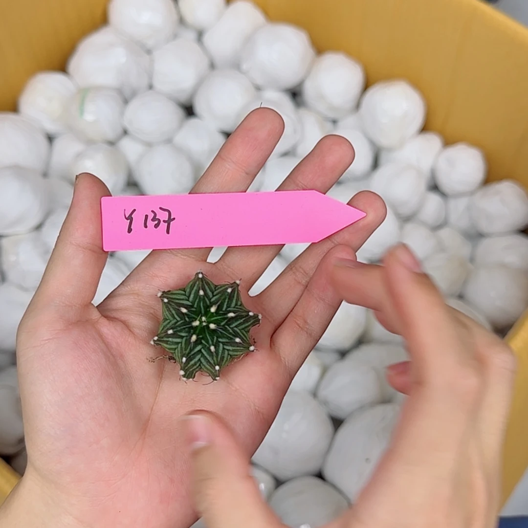 【闪购商品】红陶20CM（含）-50CM（不含）137/0816