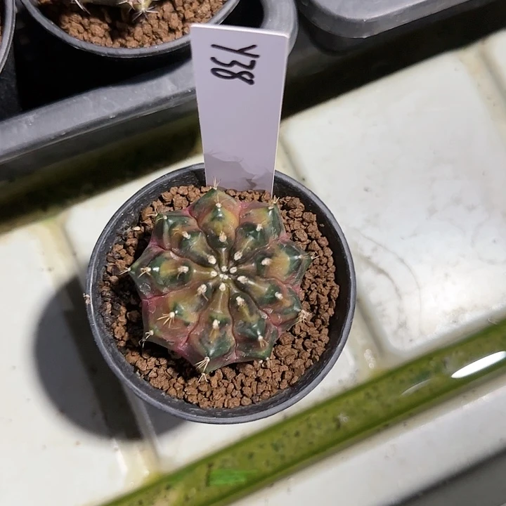 38-1109nick脱土发