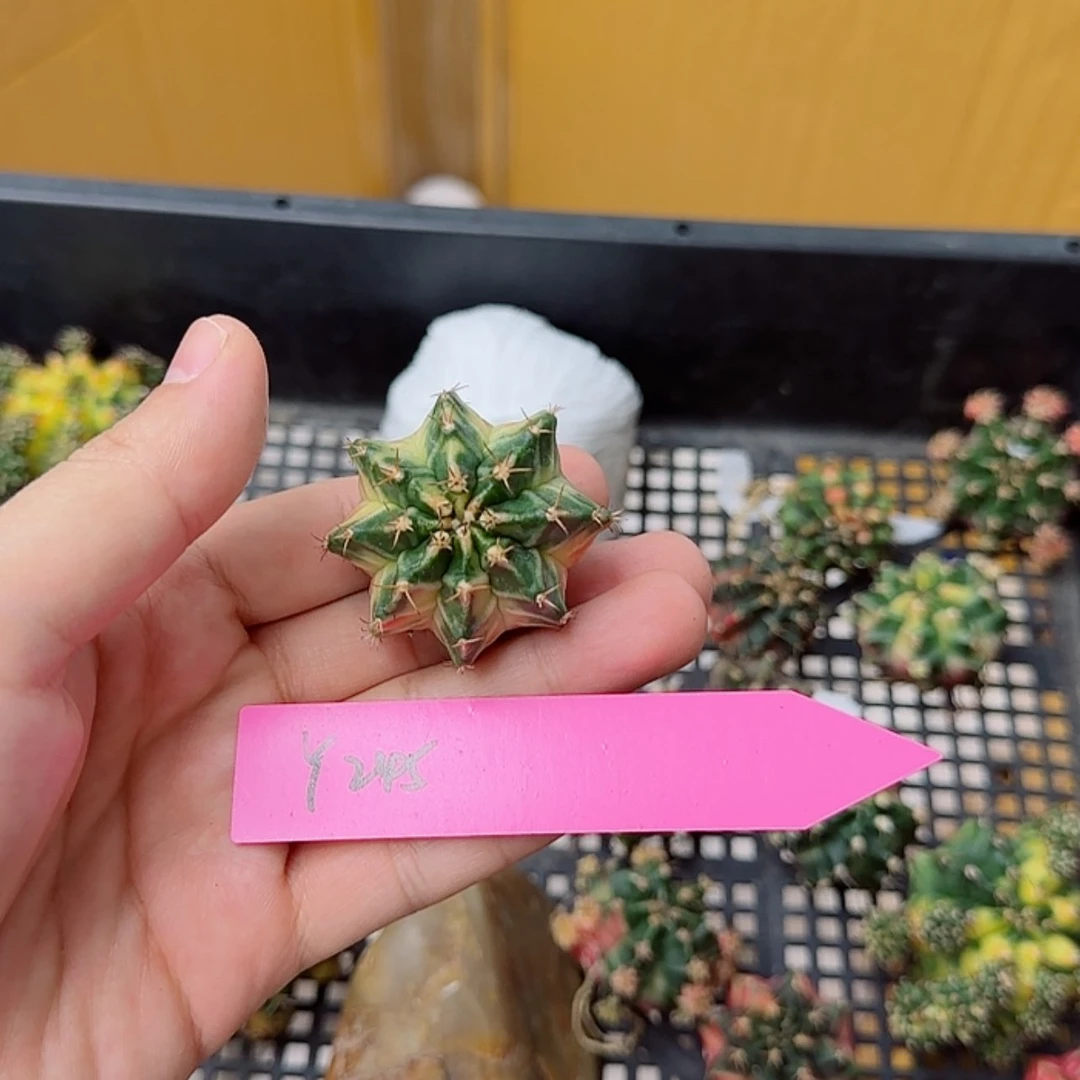 【闪购商品】宇***瓜245/0819
