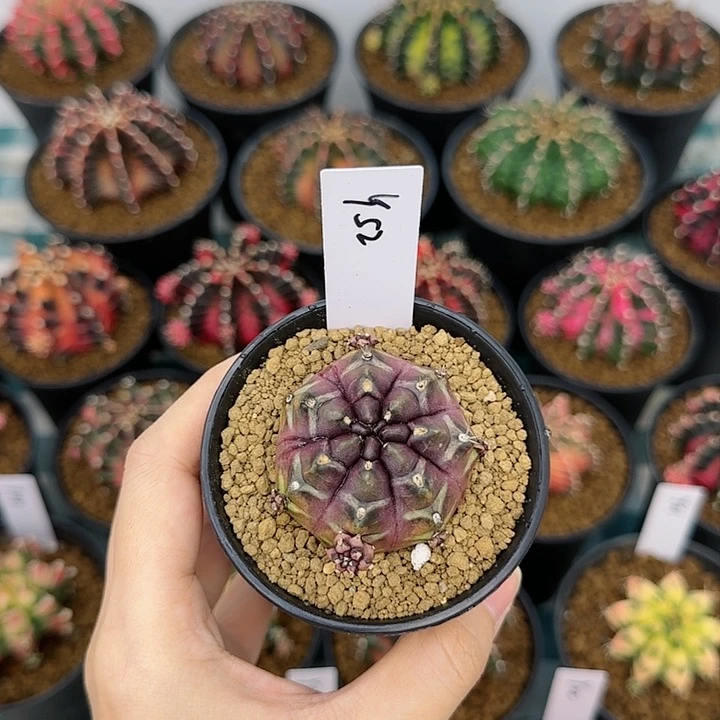 红陶20CM（含）-50CM（不含）52/0930安娜601