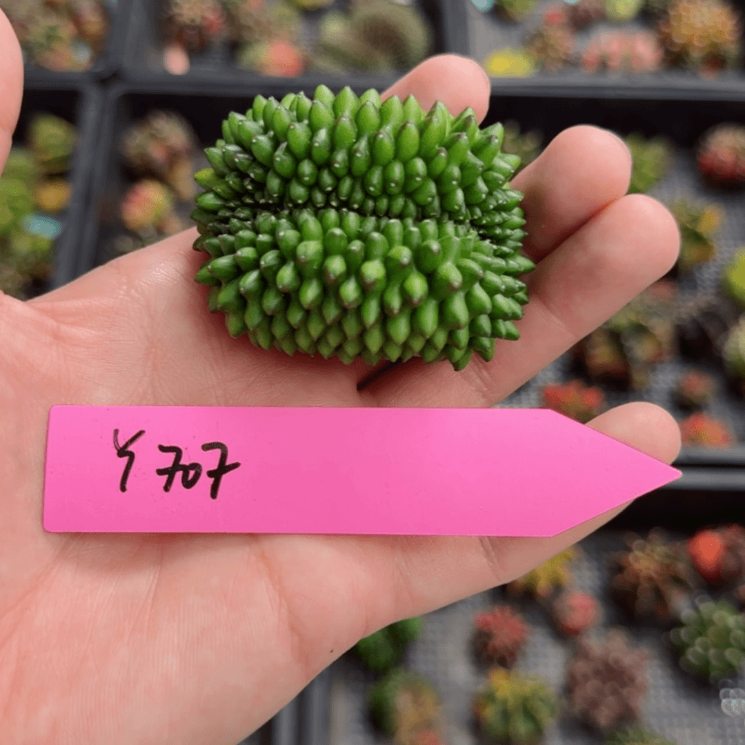【闪购商品】红陶20CM（含）-50CM（不含）707/0730