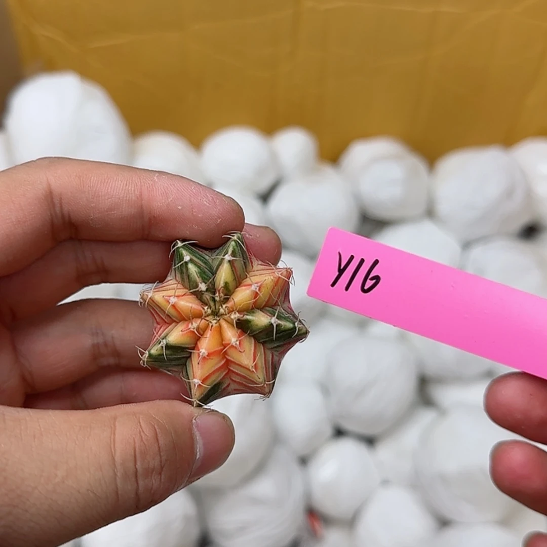 【闪购商品】16-0825