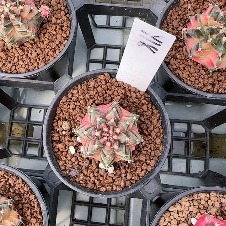 18-1024脱土发樱桃小丸子