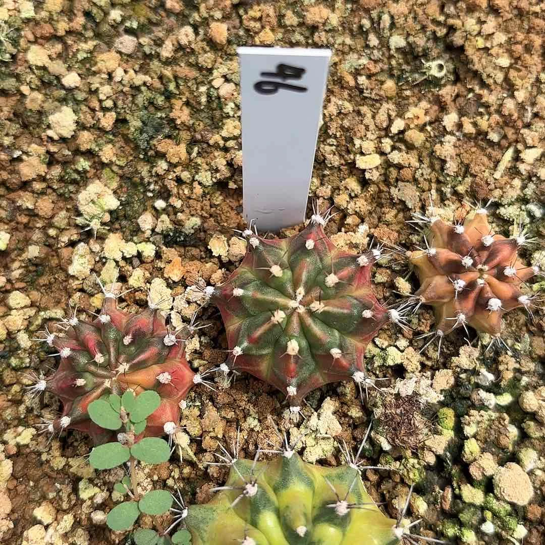 红陶20CM（含）-50CM（不含）泰国米哈46-0925