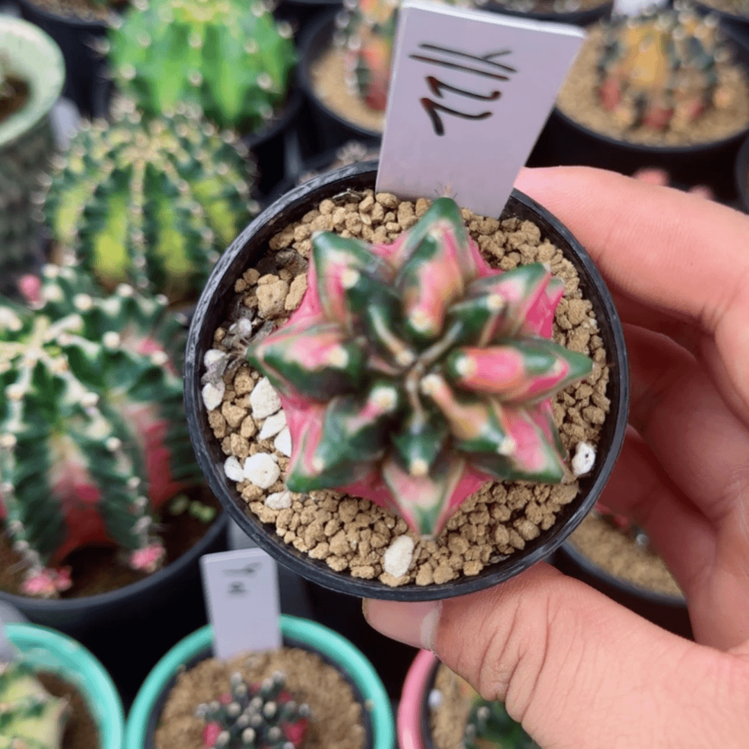 【闪购商品】122-0726