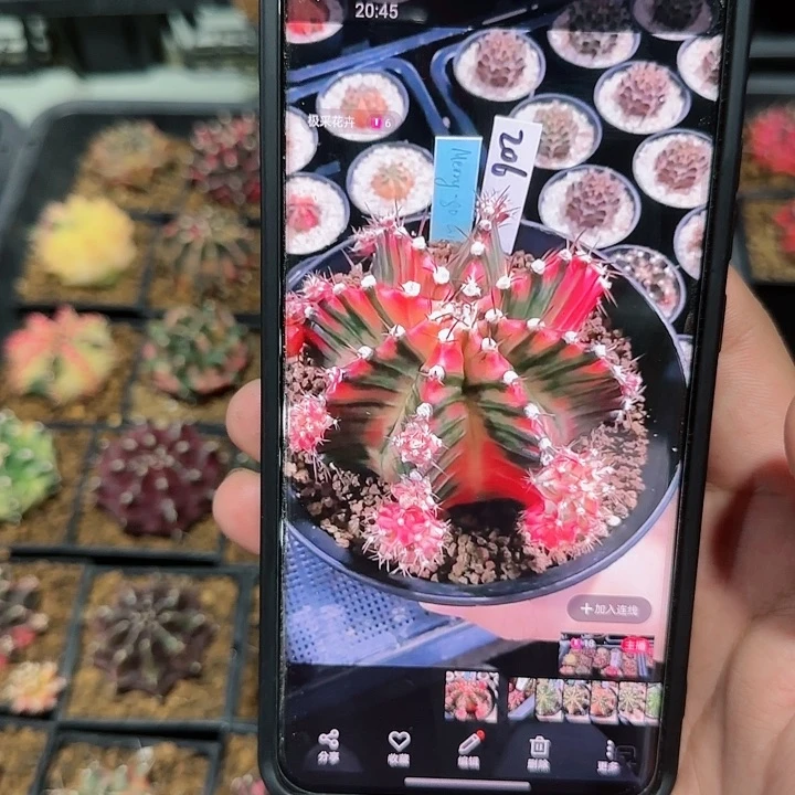 206-1022玛丽团团转泰国发货多肉