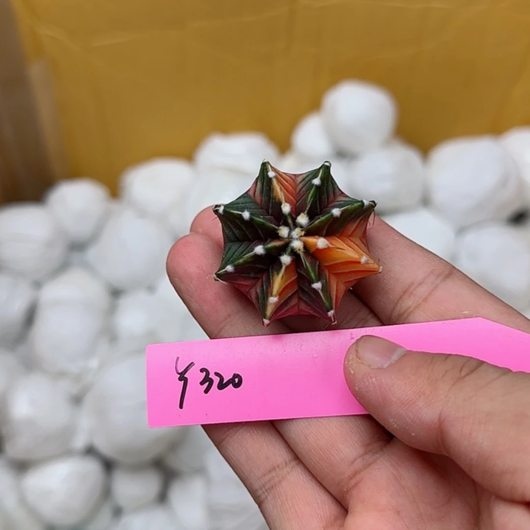 【闪购商品】320-0825