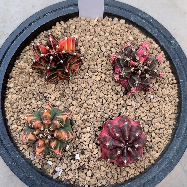 305-1025侧芽套餐脱土发
