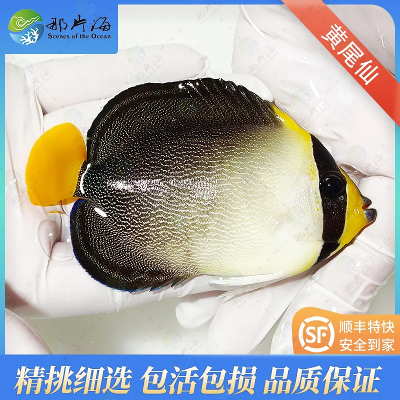 黄尾仙  海水鱼  观赏鱼（售后 拍开箱视频）