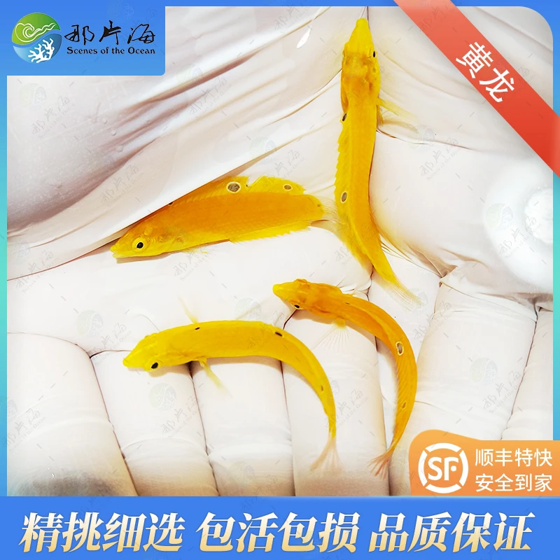 黄龙  海水鱼  观赏鱼（售后 拍开箱视频）