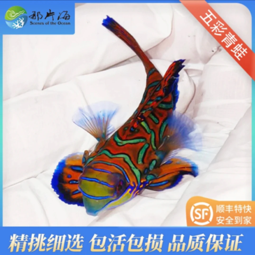 五彩青蛙   海水鱼   观赏鱼（售后  拍开箱视频）
