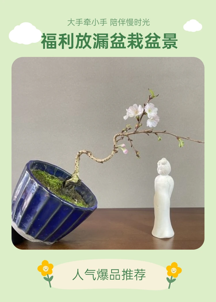 直播链接精品盆栽盆景福利放漏折扣价好货福利多多国货日货精品