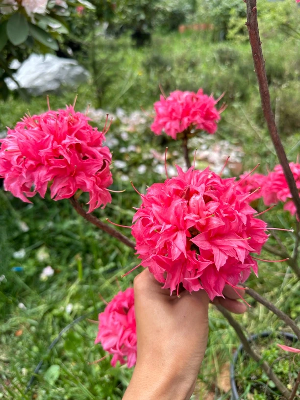 进口落叶杜鹃，粉绣球不带花苞，半成品苗