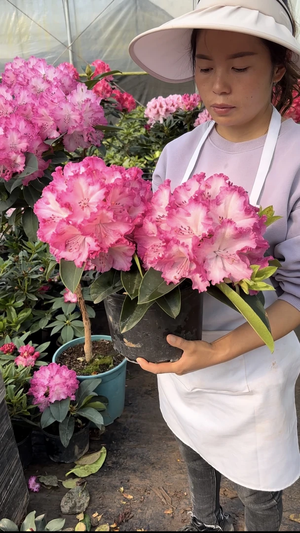 黛玉  高山杜鹃大花大叶型  5个花苞原盆原土发货