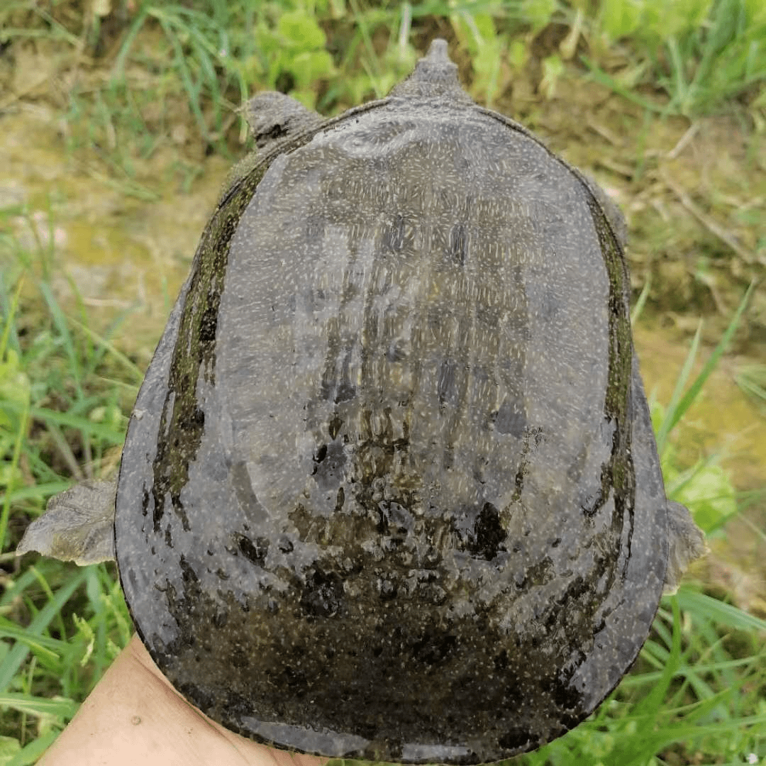 3只生态甲鱼共3-4斤鲜活好养中华鳖江西团鱼水鱼宠物好养包邮