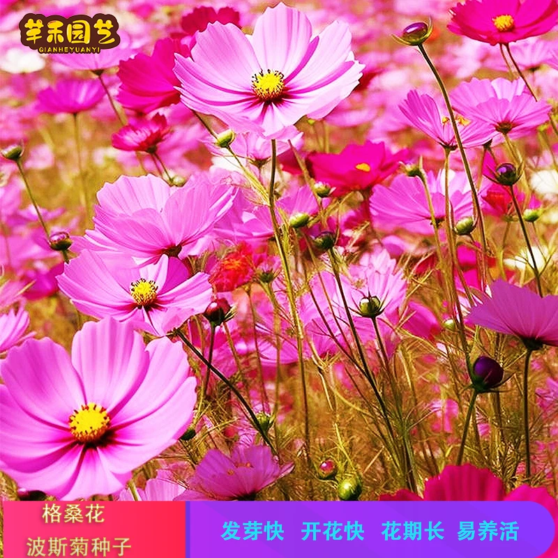 格桑花种子四季波斯菊花种籽 七彩混色耐热耐寒阳台庭院均可种植