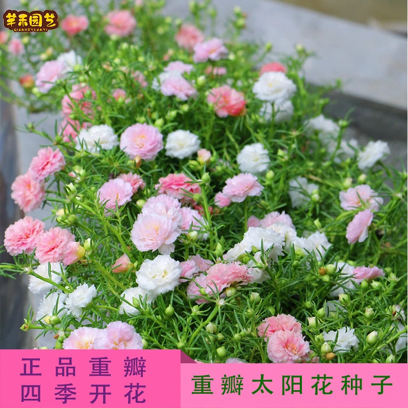 正宗重瓣太阳花种籽 混色花种子阳台盆栽播种