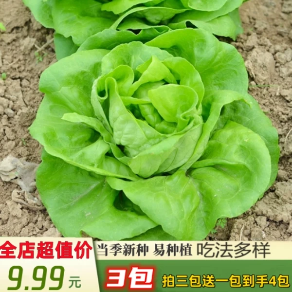 【奶油生菜家庭园艺适用】生菜种适应性强南方四季种北方两季种子