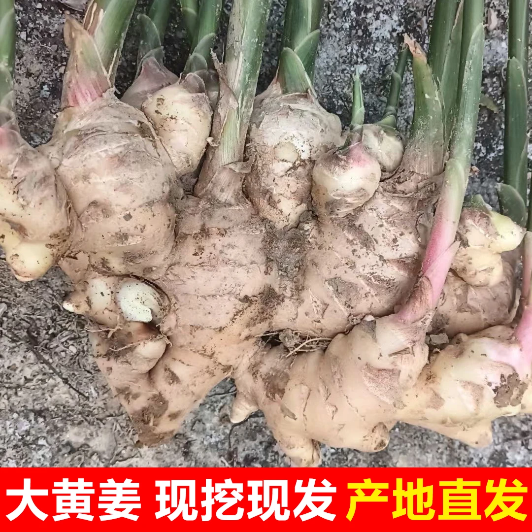 广西大姜5斤生姜老姜新鲜风干姜月子姜大姜块老姜母黄姜整箱批发