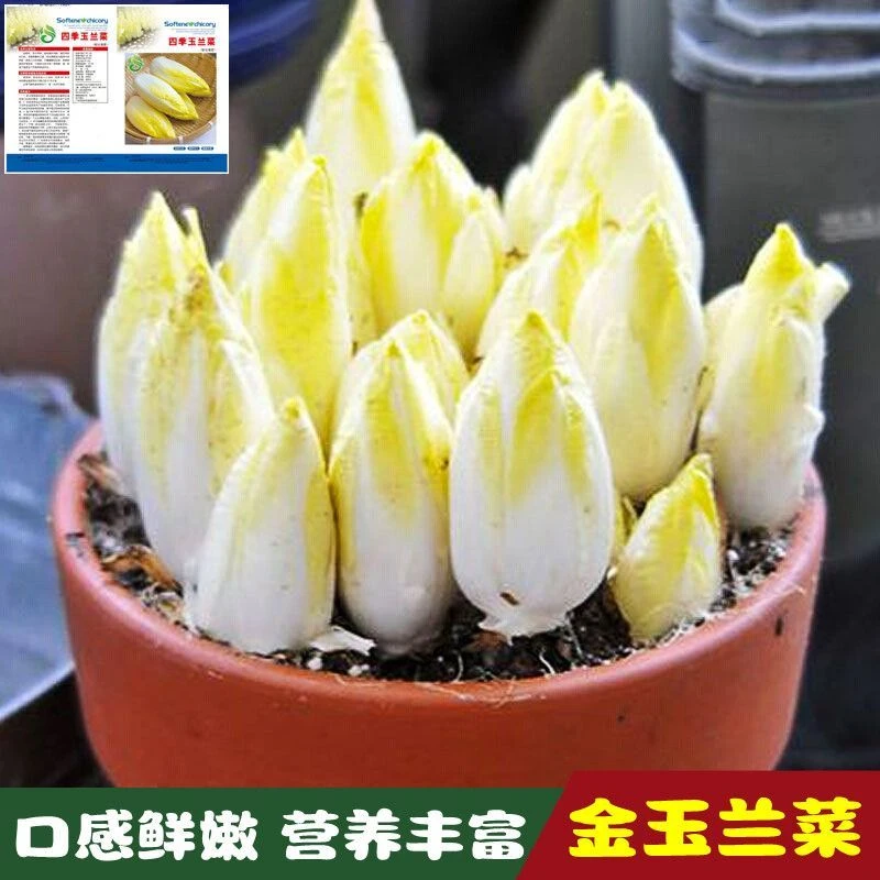 食用金玉兰菜种子白玉兰种子软化菊苣种子四季阳台蔬菜黄芽菜种籽