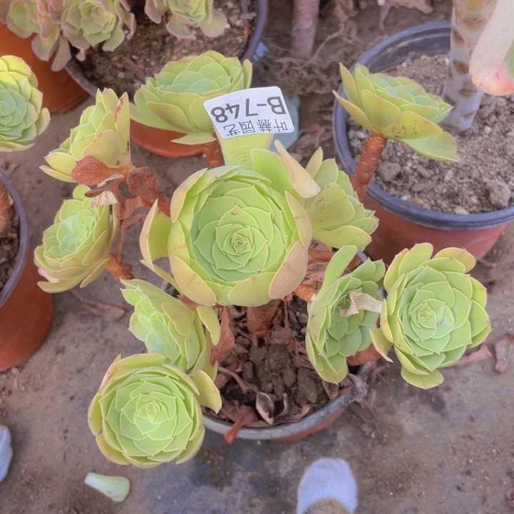 748万多肉1，12345678