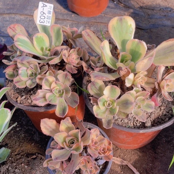 603红富士3颗多肉12345678