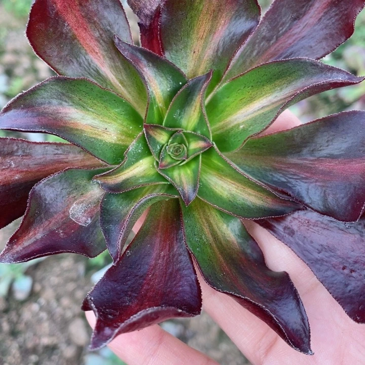 426魅影中班砍头12344678多肉