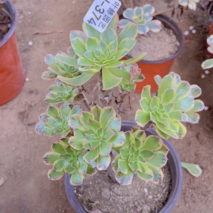 374虞姬多肉12345678