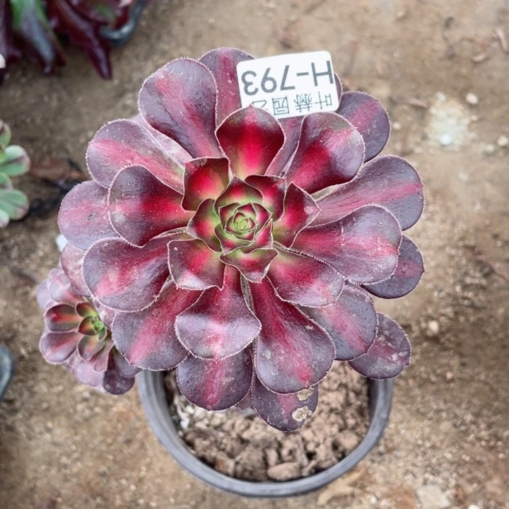 793晚霞多肉12345678