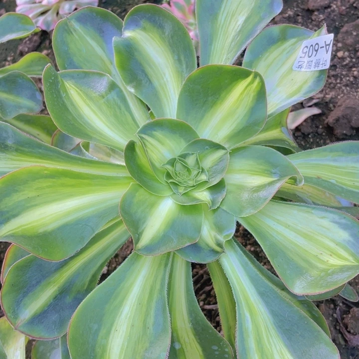 605暴君多肉嫁接多肉12345678