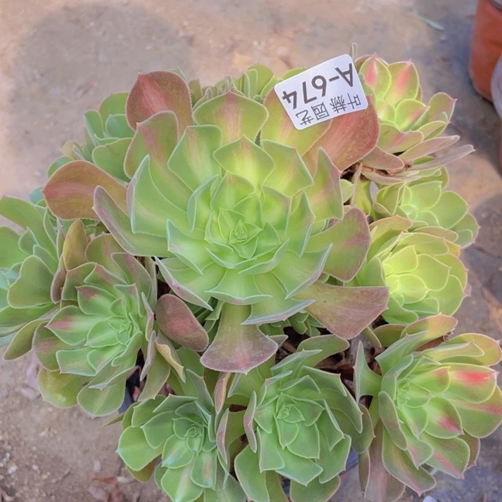 674女巫中多肉12345678