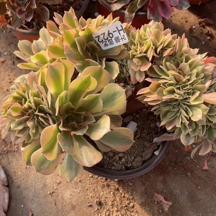 922红秀缀12345678多肉