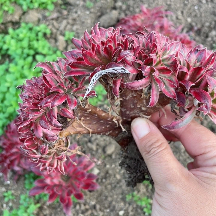 546朱雀缀12345678多肉