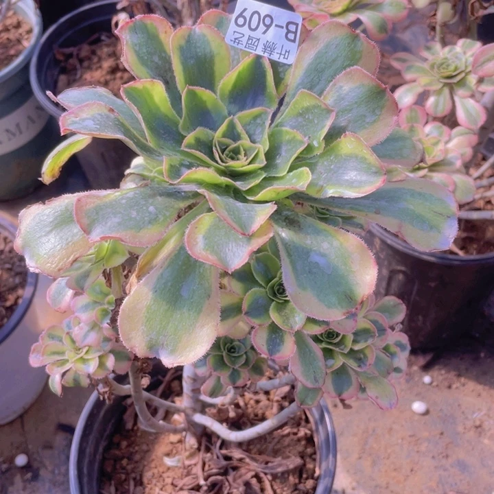 609保时捷多肉12345678