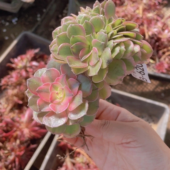 620荔枝缀有疤多肉12345678