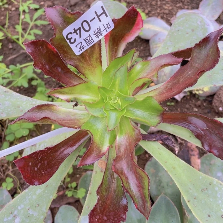 43魅影七彩嫁接多肉12345678