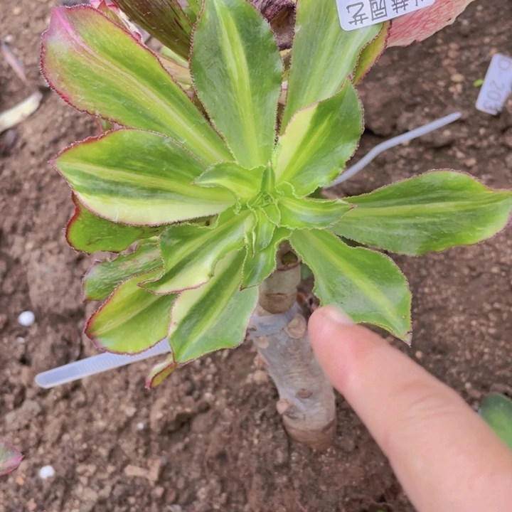 是***铁366魅影七彩多肉12345678