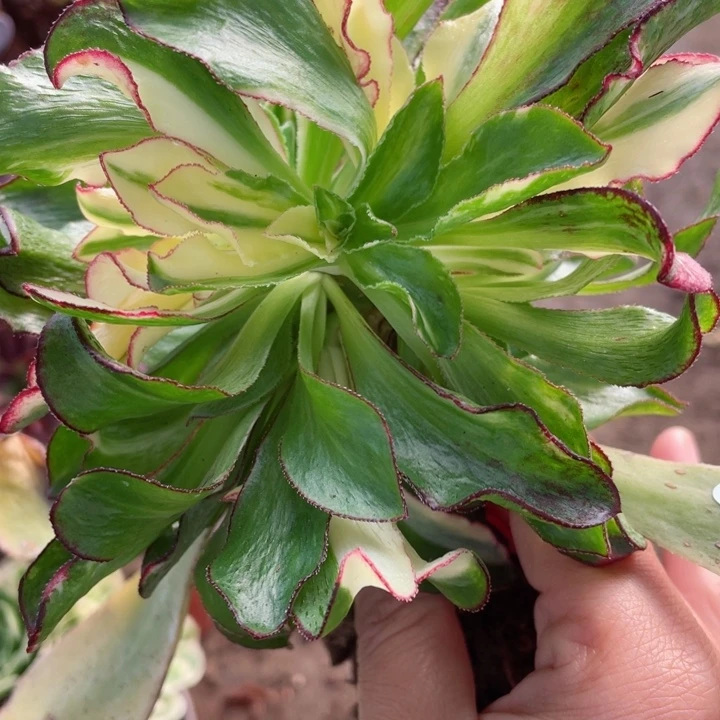 645魅影七次有砍嫁接多肉1234567多肉