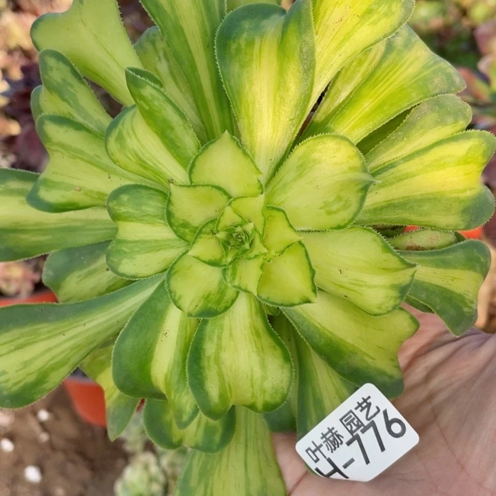 776琉璃宽锦多肉12345678