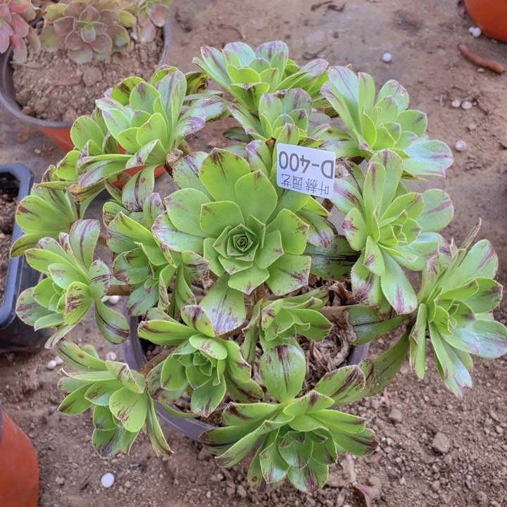 400碧火多肉12345678