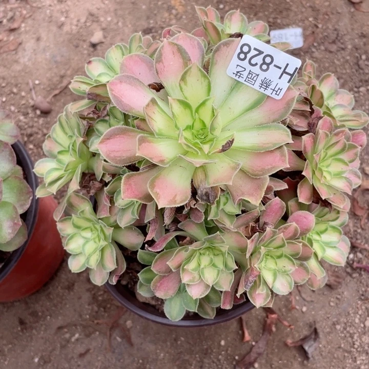 828韶华多肉12345678