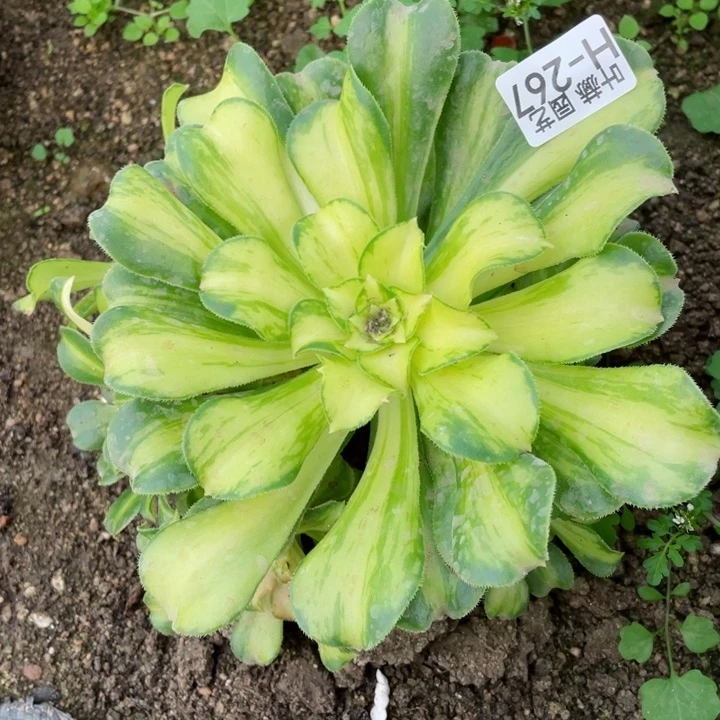 267琉璃根少多肉12345678