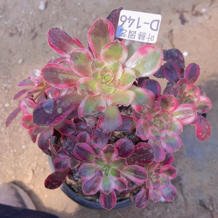 146香有断枝多肉112345678