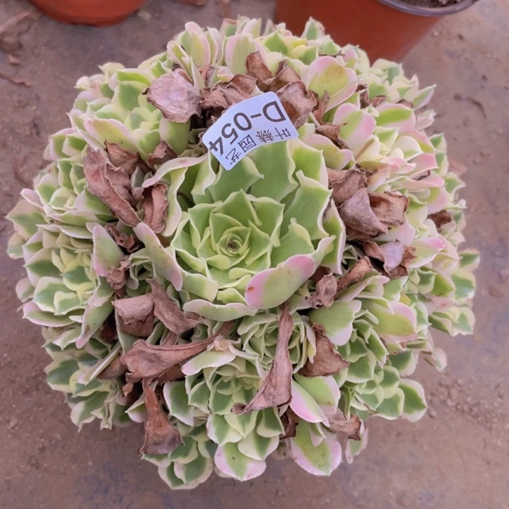 54雨花石多肉123456