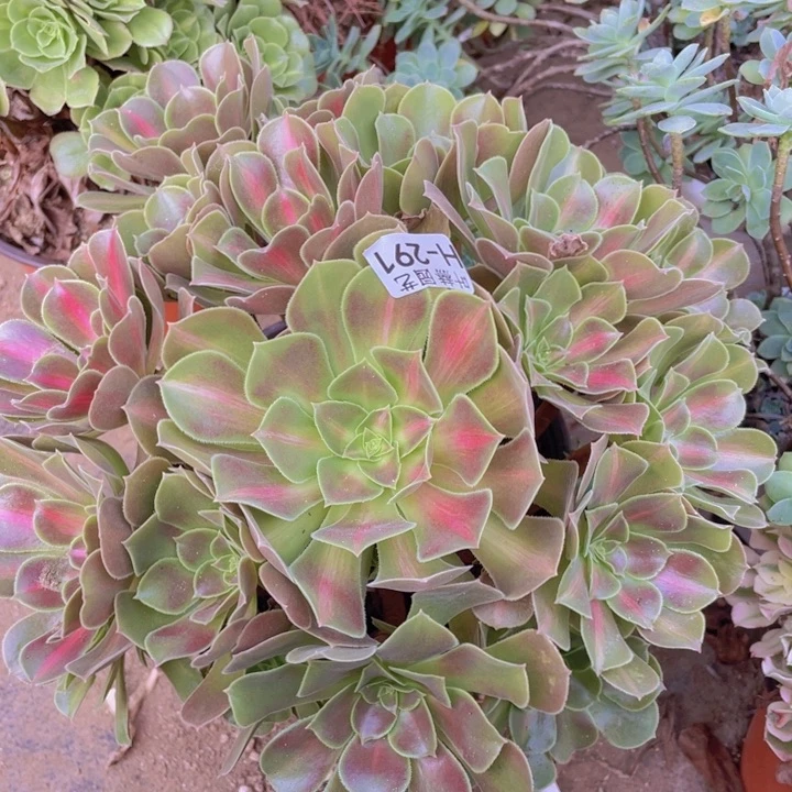 291女巫中多肉112345678