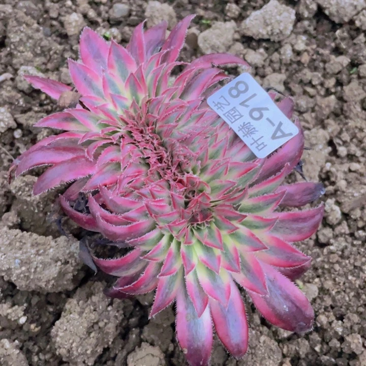 918朱雀多肉12344678