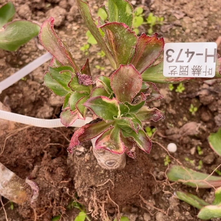 平*473魅影七彩多肉12345678